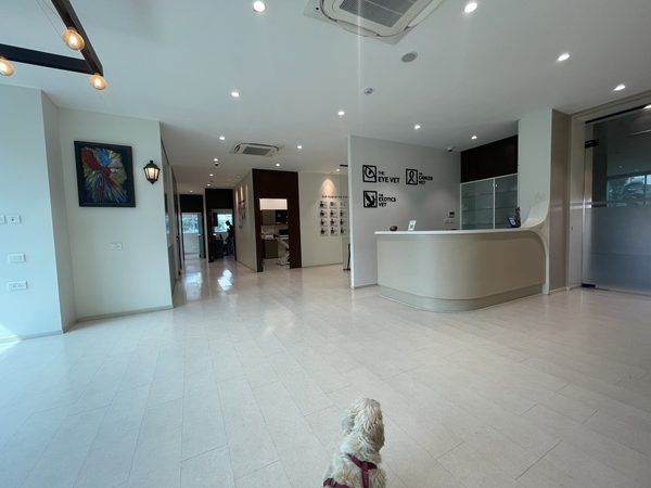 The Eye Vet