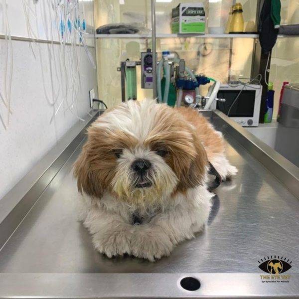 The Eye Vet