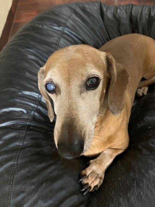 The Eye Vet