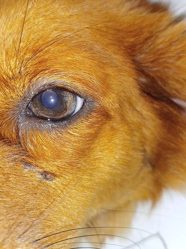 The Eye Vet