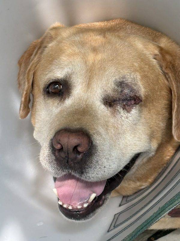 The Eye Vet