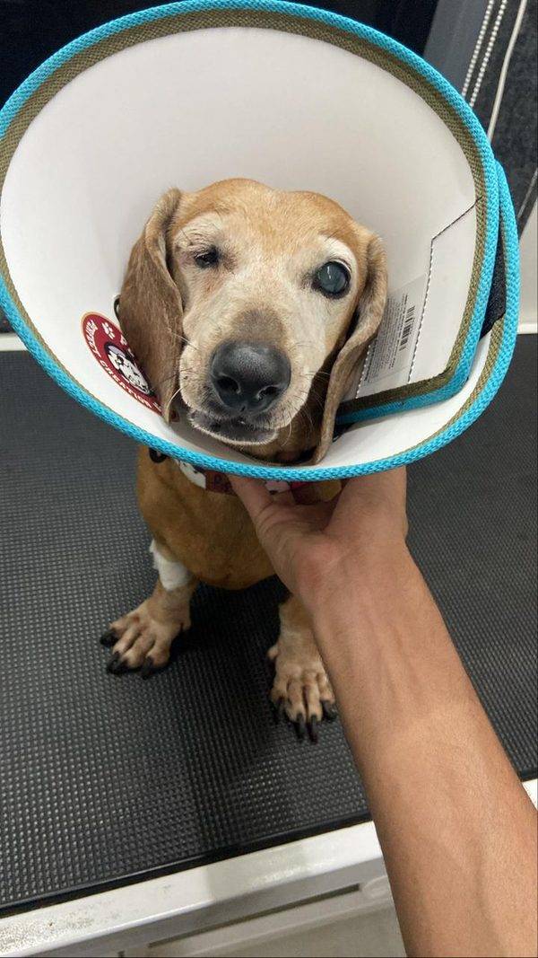 The Eye Vet