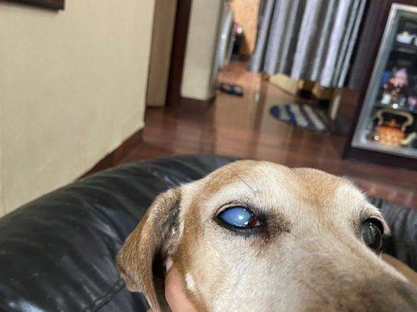 The Eye Vet