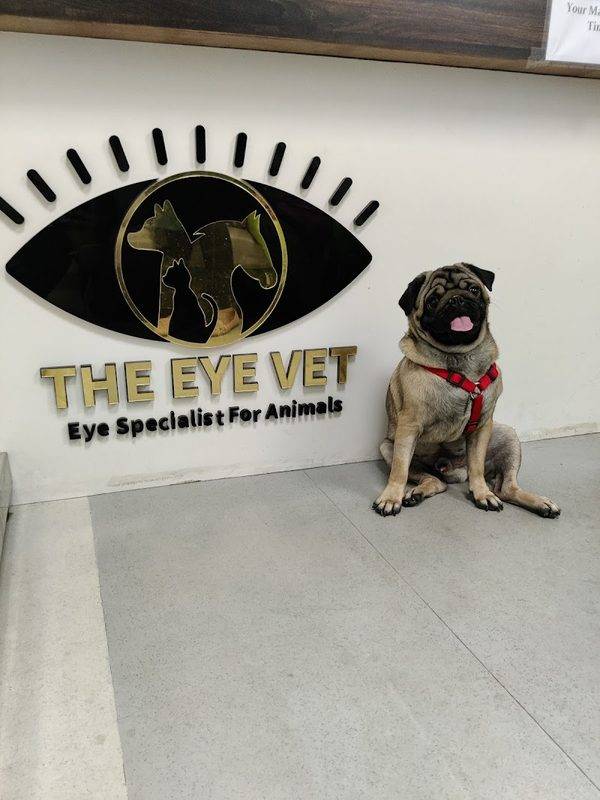 The Eye Vet