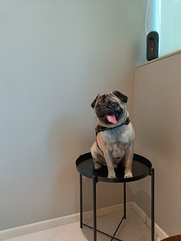 The Eye Vet